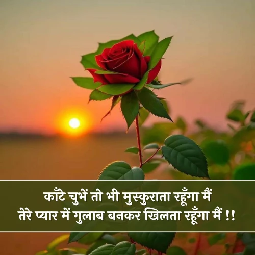 Beautiful Rose Shayari