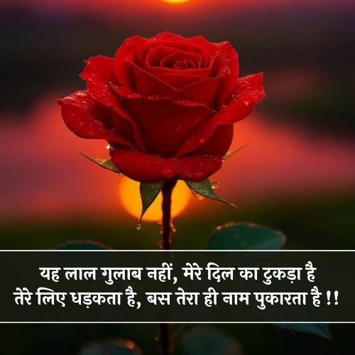 Red Rose Shayari
