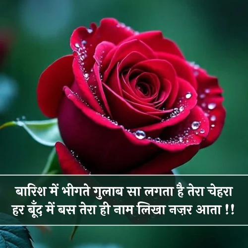 Rose Shayari in Hindi