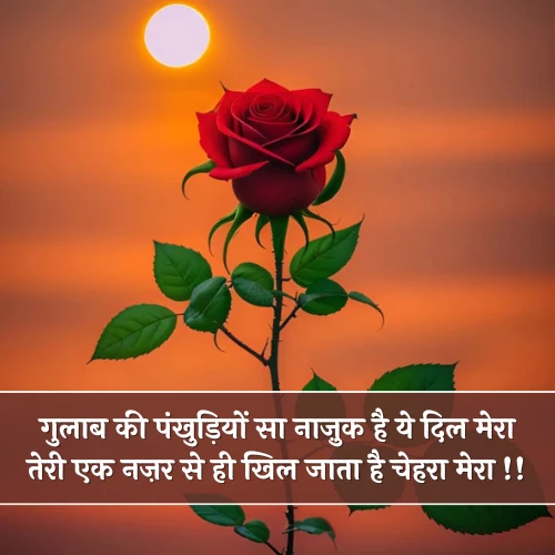 Rose Shayari