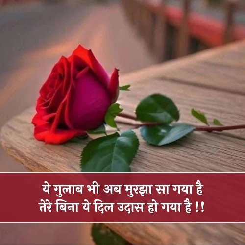 Sad Rose Shayari