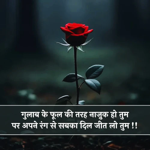 Two Line Shayari on Rose Two Line Shayari on Rose